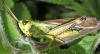 Stethophyma grossum